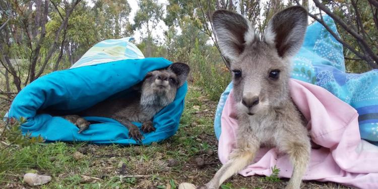 Is a joey a baby kangaroo?