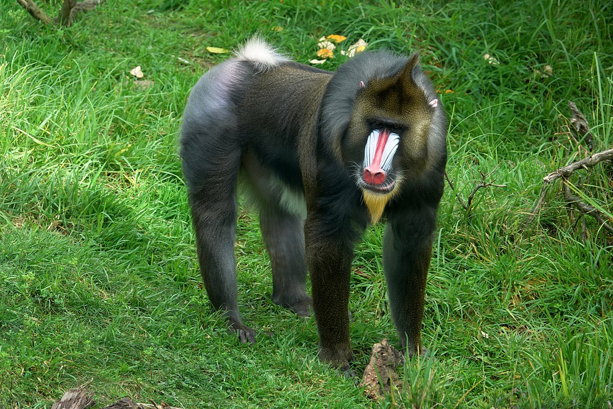 Is a mandrill a primate or an ape?