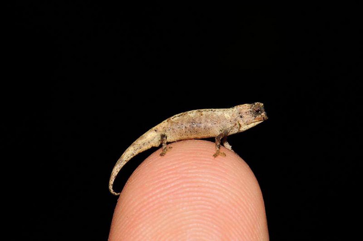 Is a nano-chameleon real?