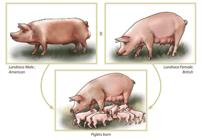Is a sow a male or female pig? Is a sow a male or female pig?