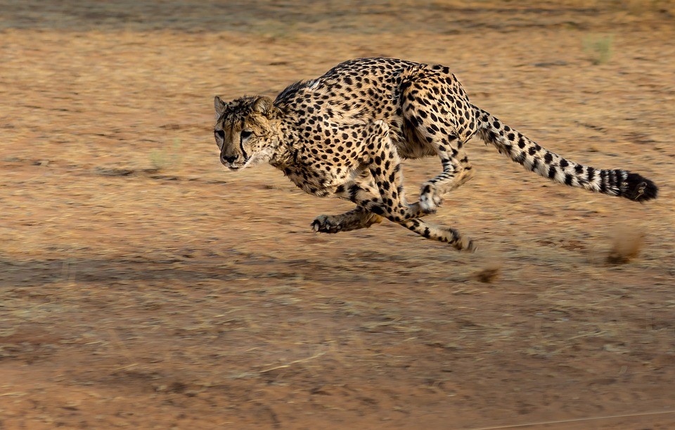 Is a swift faster than a cheetah?