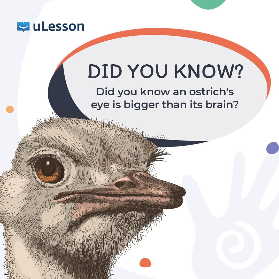 Is an ostrich brain small?