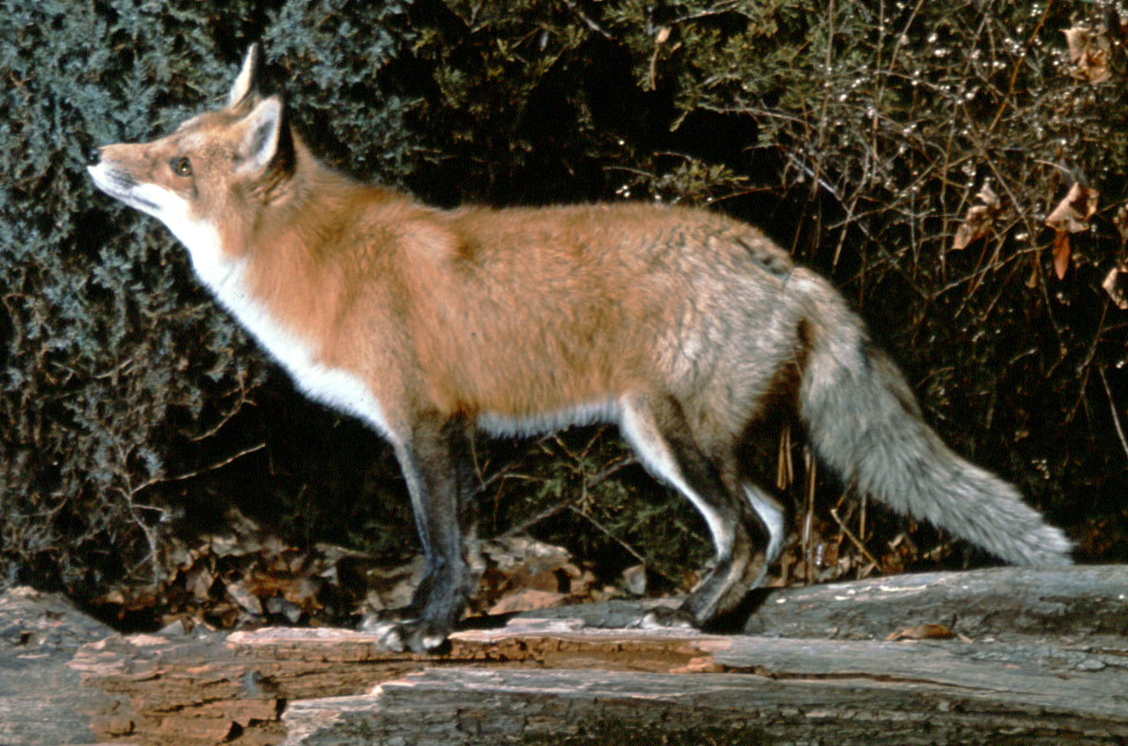 Is fox a mammal?