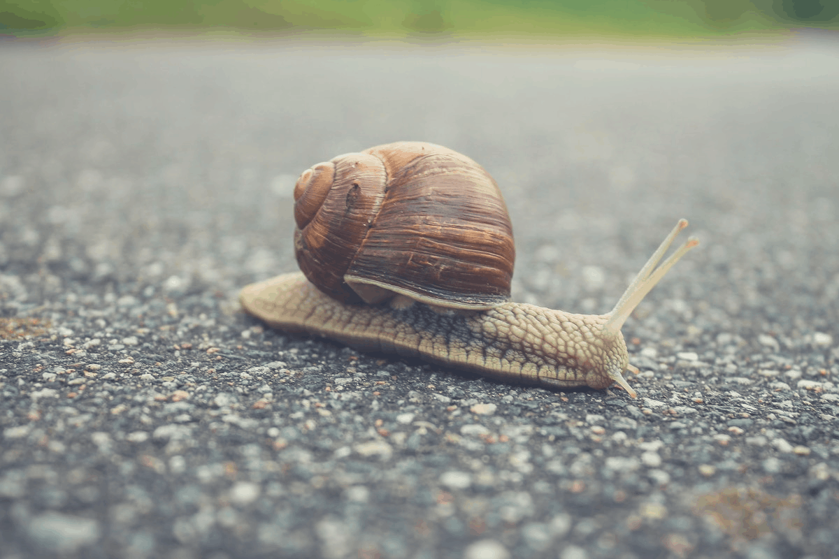 Is it bad to wake up a snail?
