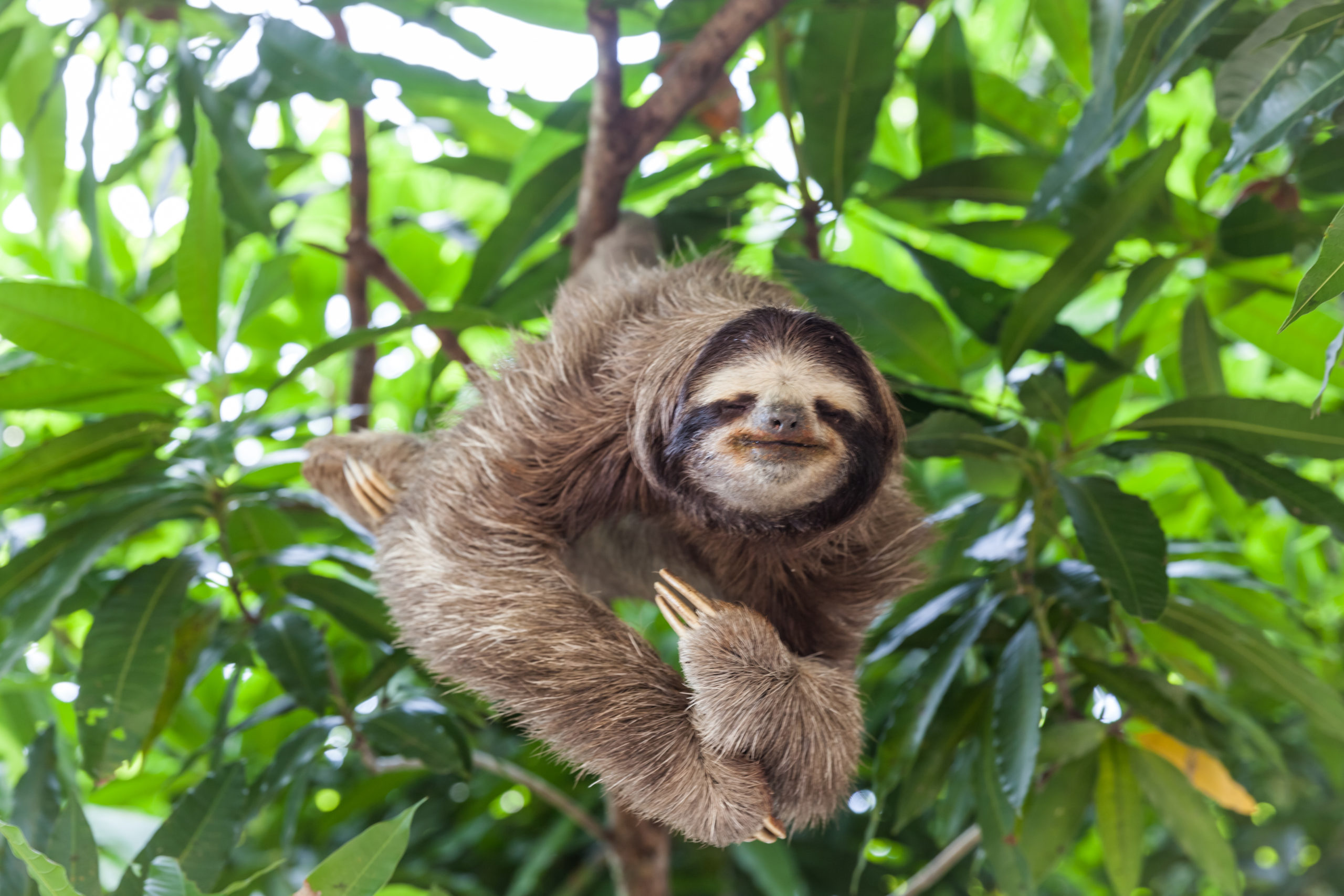 Is it legal to own a sloth?