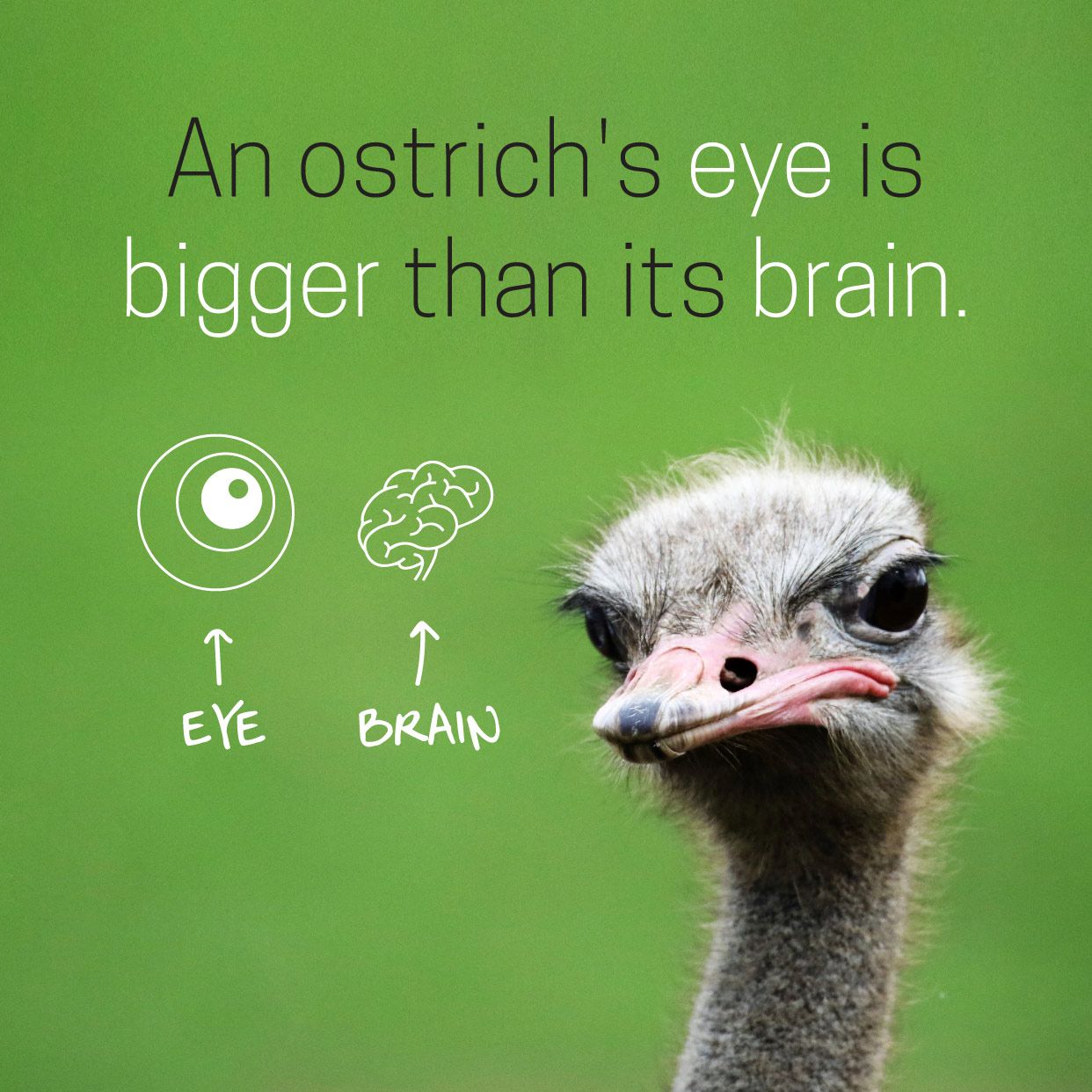Is it true that an ostrich's eye is bigger than its brain? Is it true that an ostrich's eye is bigger than its brain?