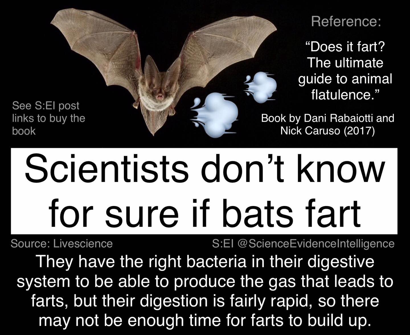 Is it true that bats don't fart?