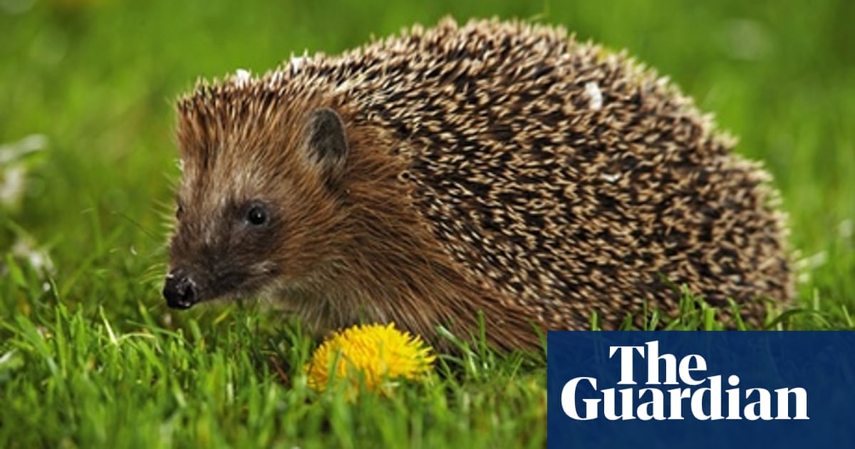 Is owning a hedgehog ethical?