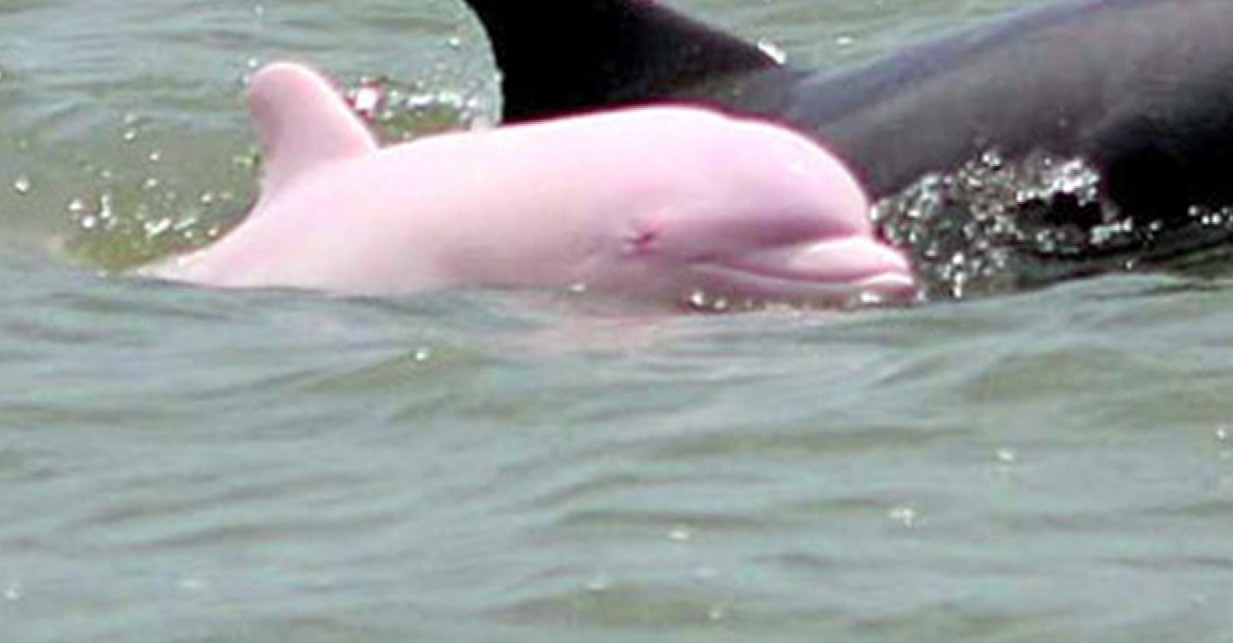 Is pink dolphin real?
