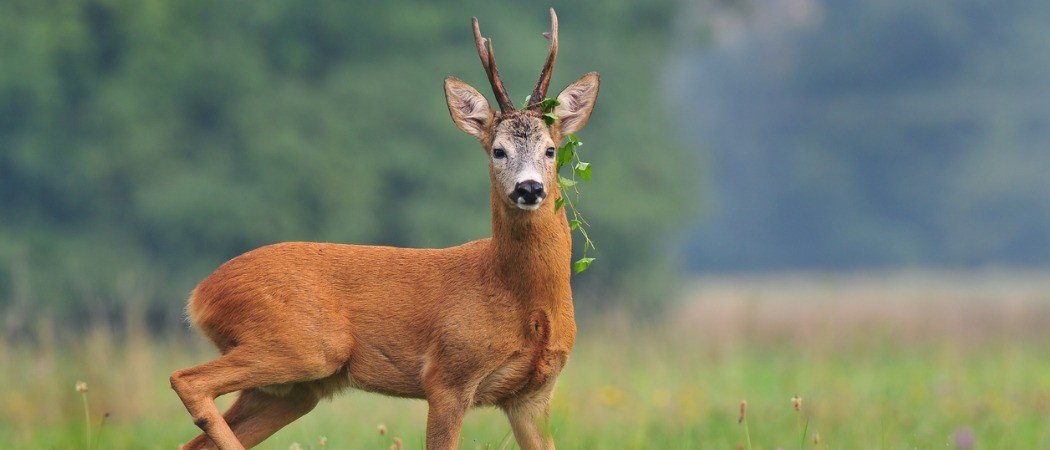 Is roe deer a herbivore?