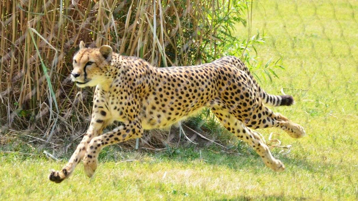 Is Sarah the cheetah still alive?