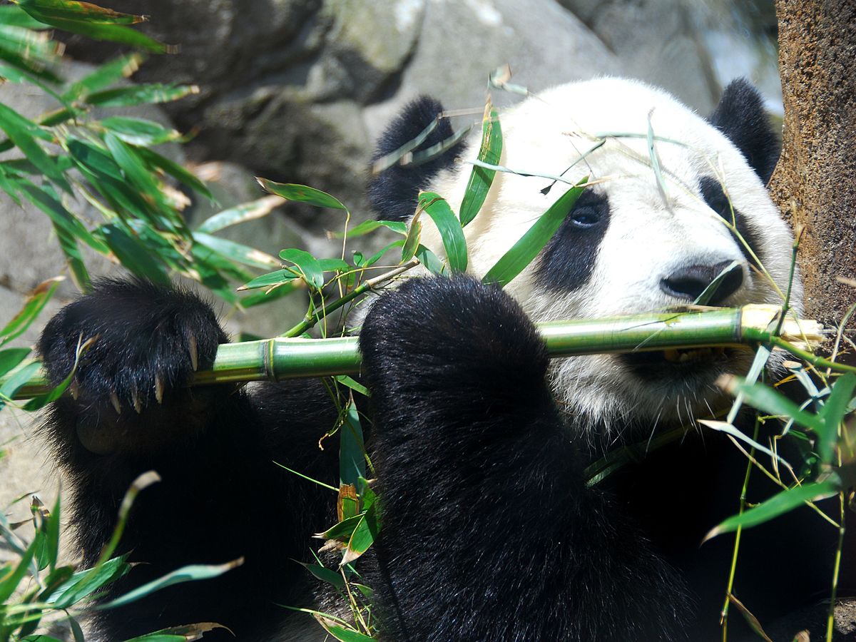 Is Tai Shan panda a father?