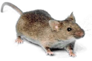 Is the common house mouse the smallest mammal?