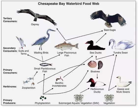 Is the food chain accurate?
