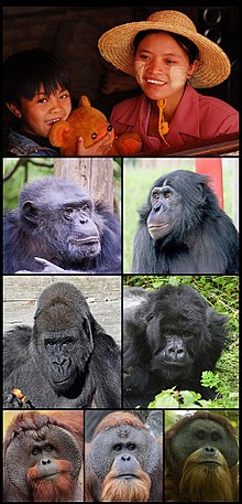 Is the Hominoidea the same as apes?