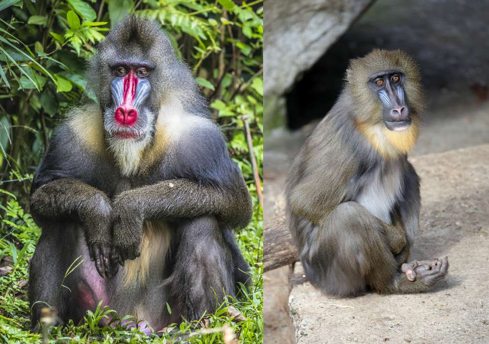 Is the Mandrill a sexually dimorphic mammal?