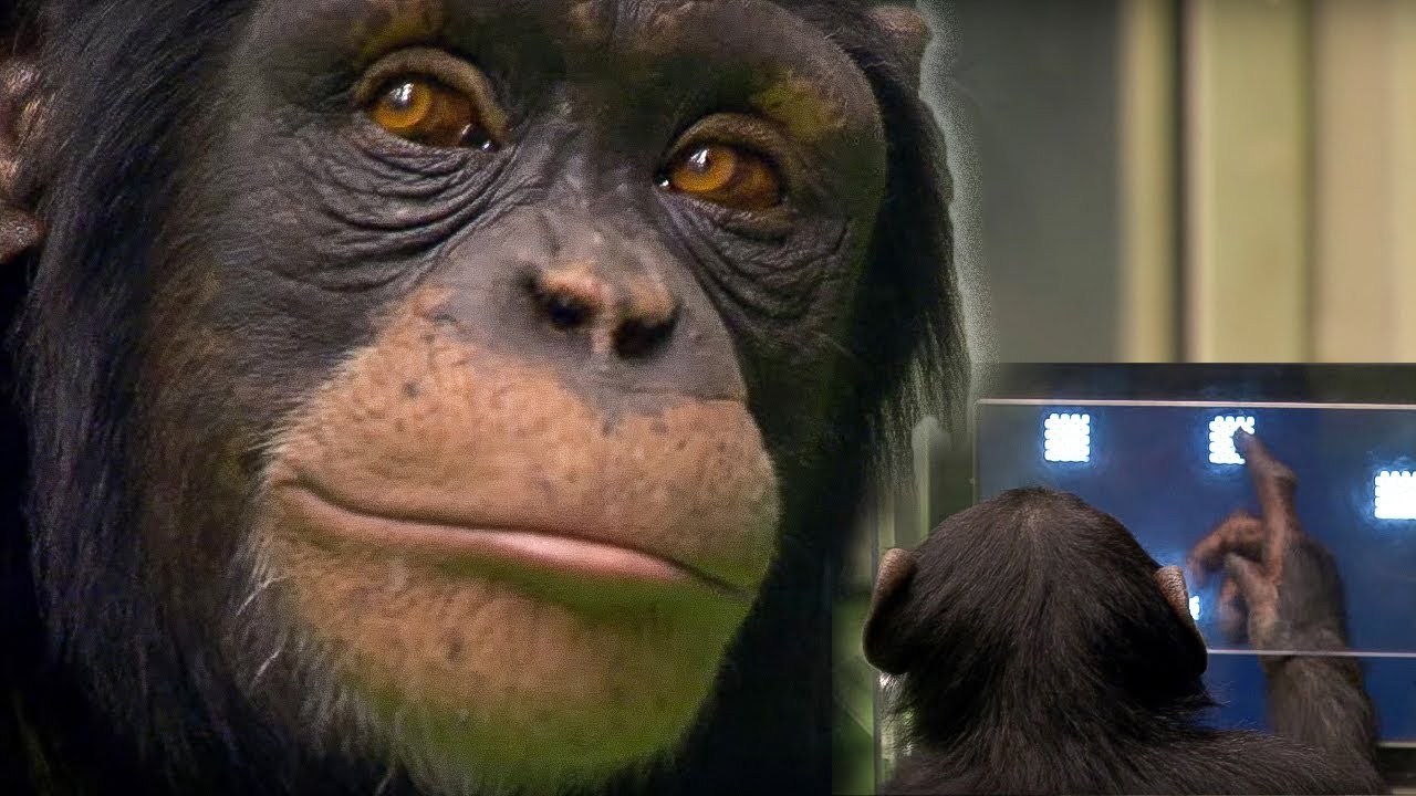 Is your memory better than a chimp?