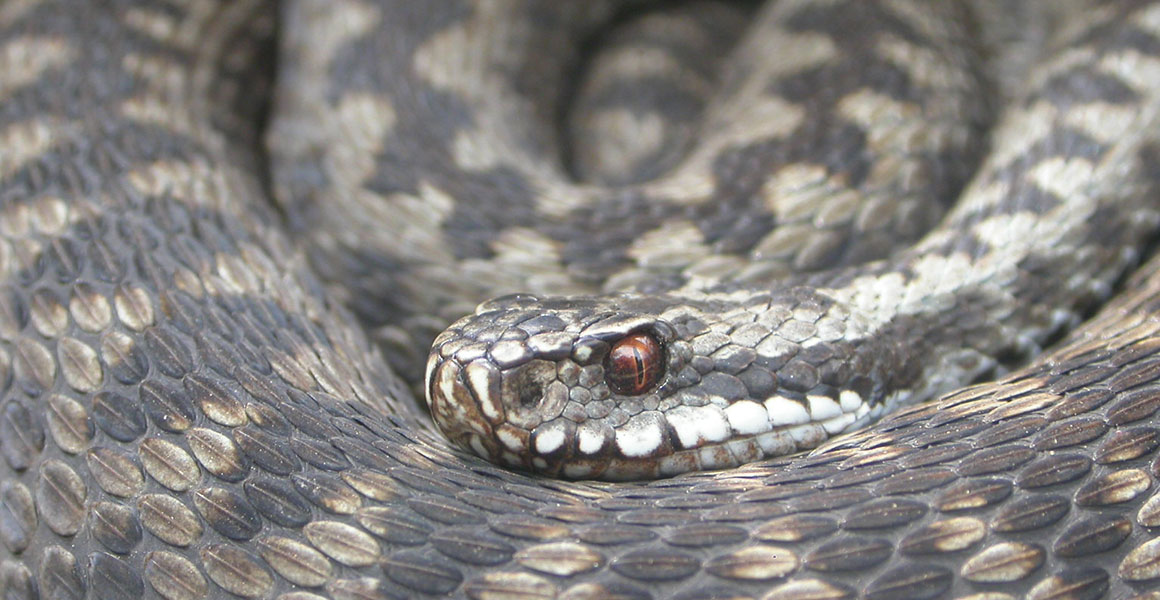 Should we protect the native British snake species?