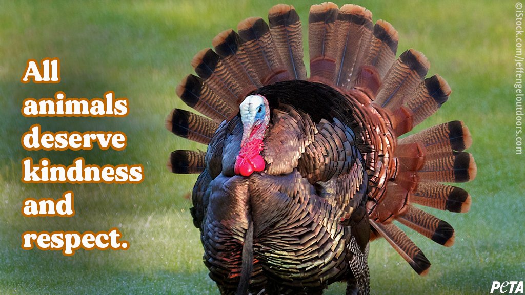 Turkeys are highly social. Is that true or not?