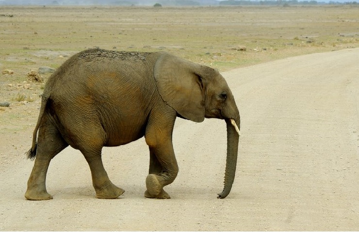 What 4 animals Cannot jump? What 4 animals Cannot jump?