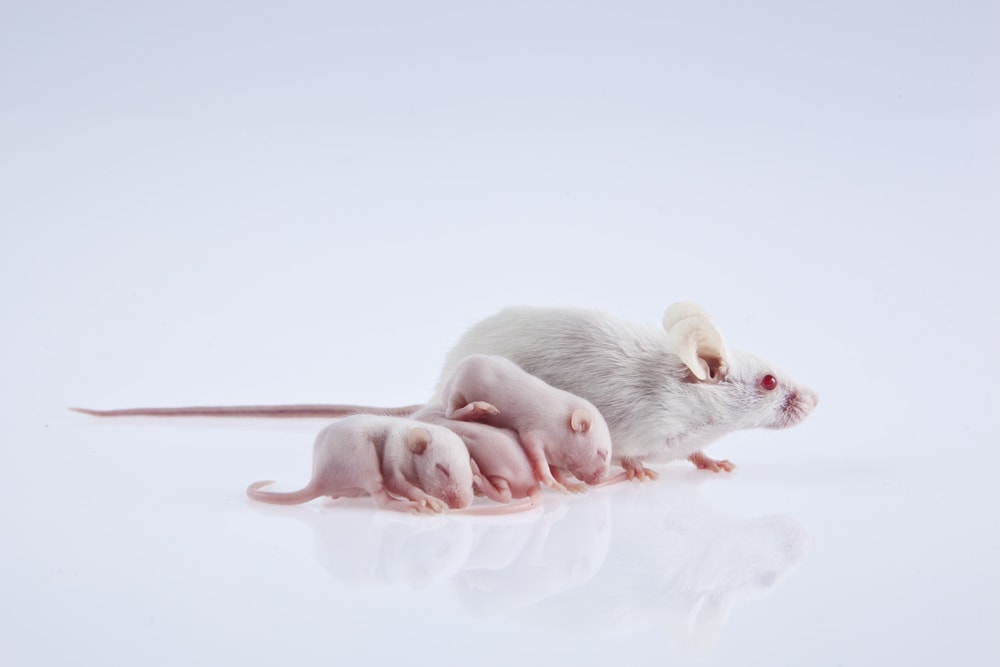 What age can a baby mouse leave its mother?