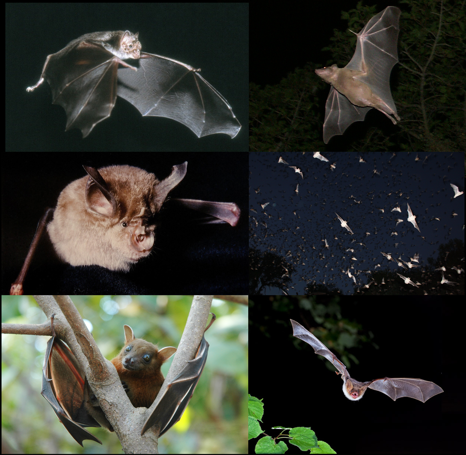 What animal category is a bat?