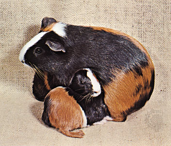 What animal family are guinea pigs in?
