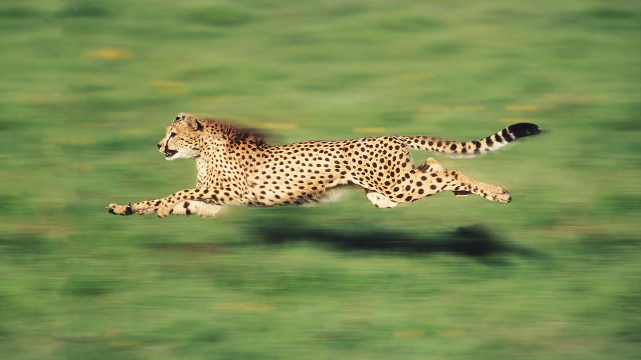 What animals are faster than a cheetah?