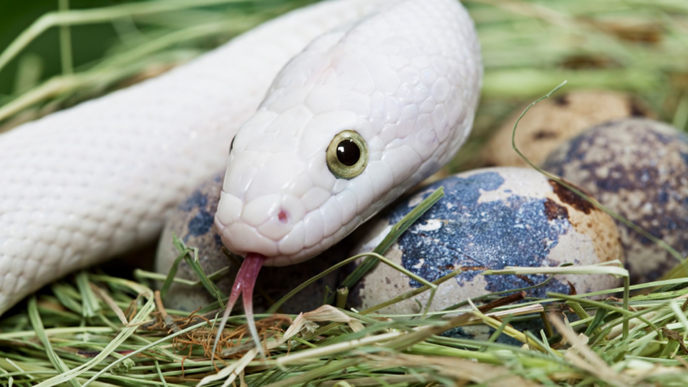 What animals eat one food almost exclusively? What animals eat one food almost exclusively?
