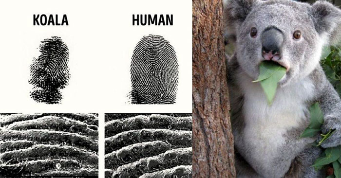 What animals have the same type of fingerprints as humans?