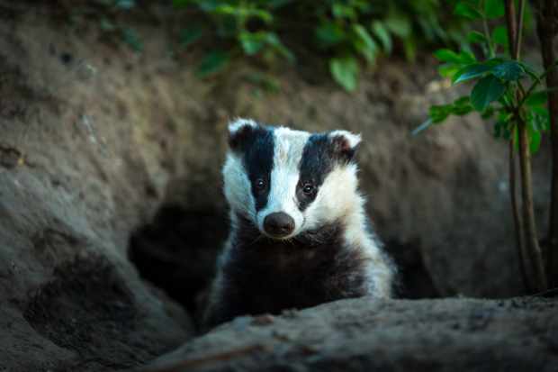 What animals live in a badger sett?