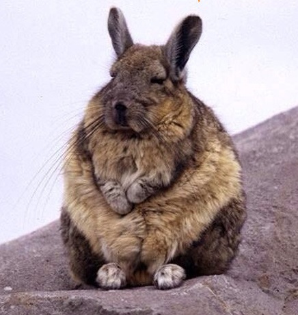 What animals look like rabbits? What animals look like rabbits?