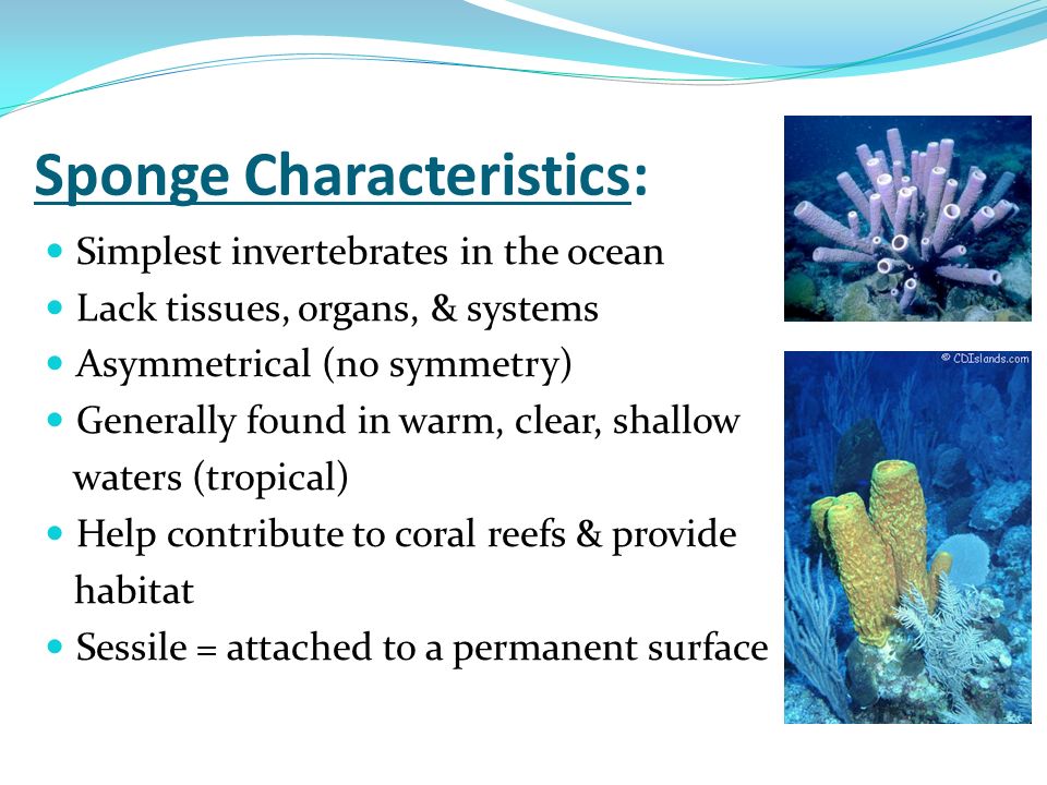 What are 4 characteristics of sponges?