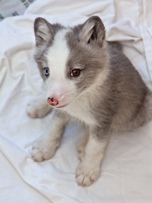 What are arctic fox babies called?