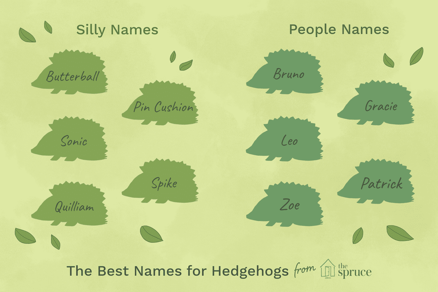 What are boy hedgehogs called? What are boy hedgehogs called?