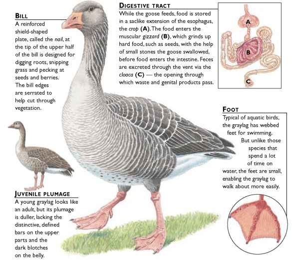 What are goose feet called?