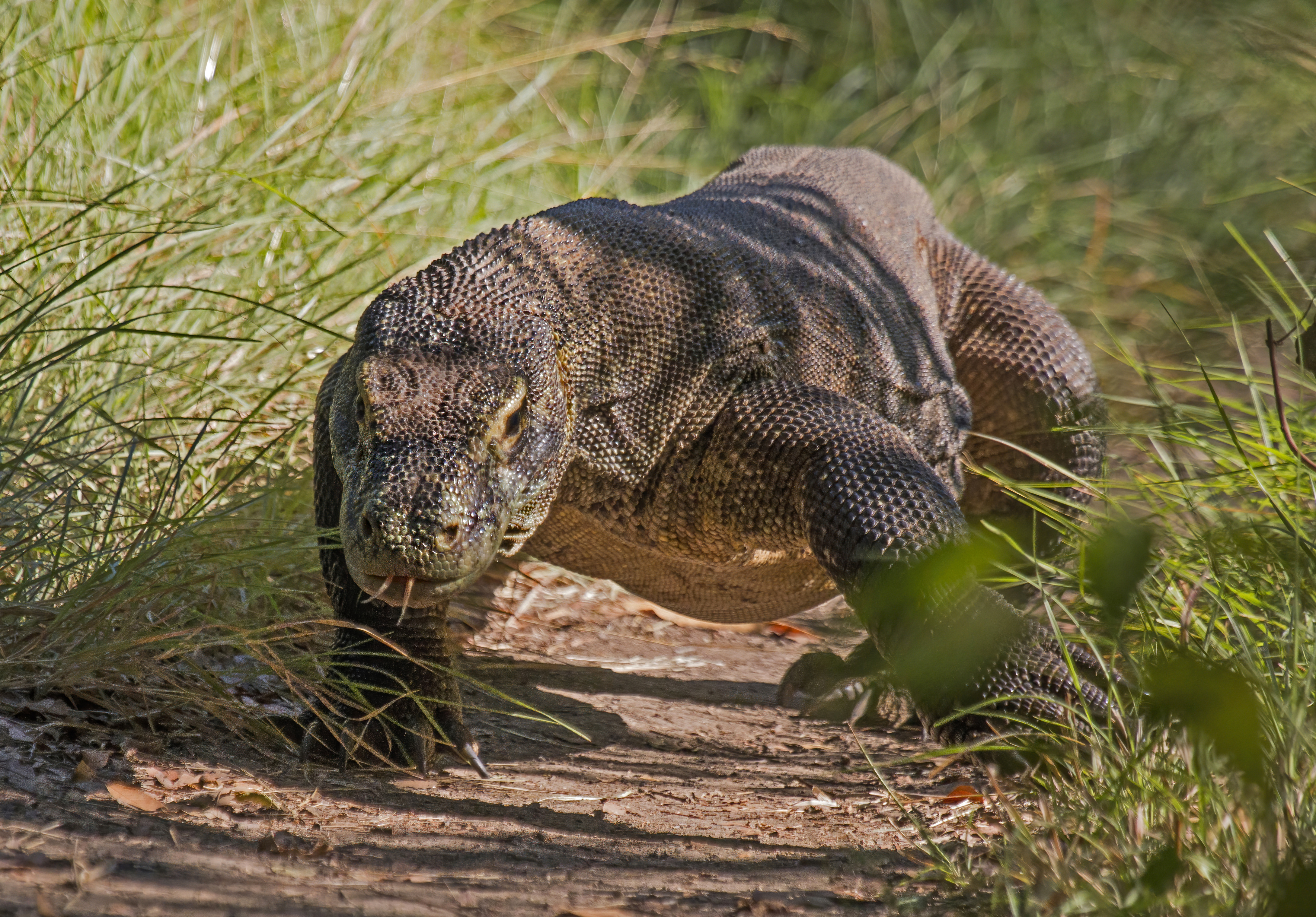 What are Komodo dragons related to?