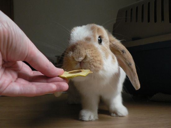 What are rabbits Favourite treats?