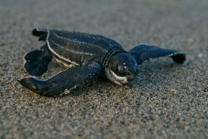 What are sea turtle babies called?