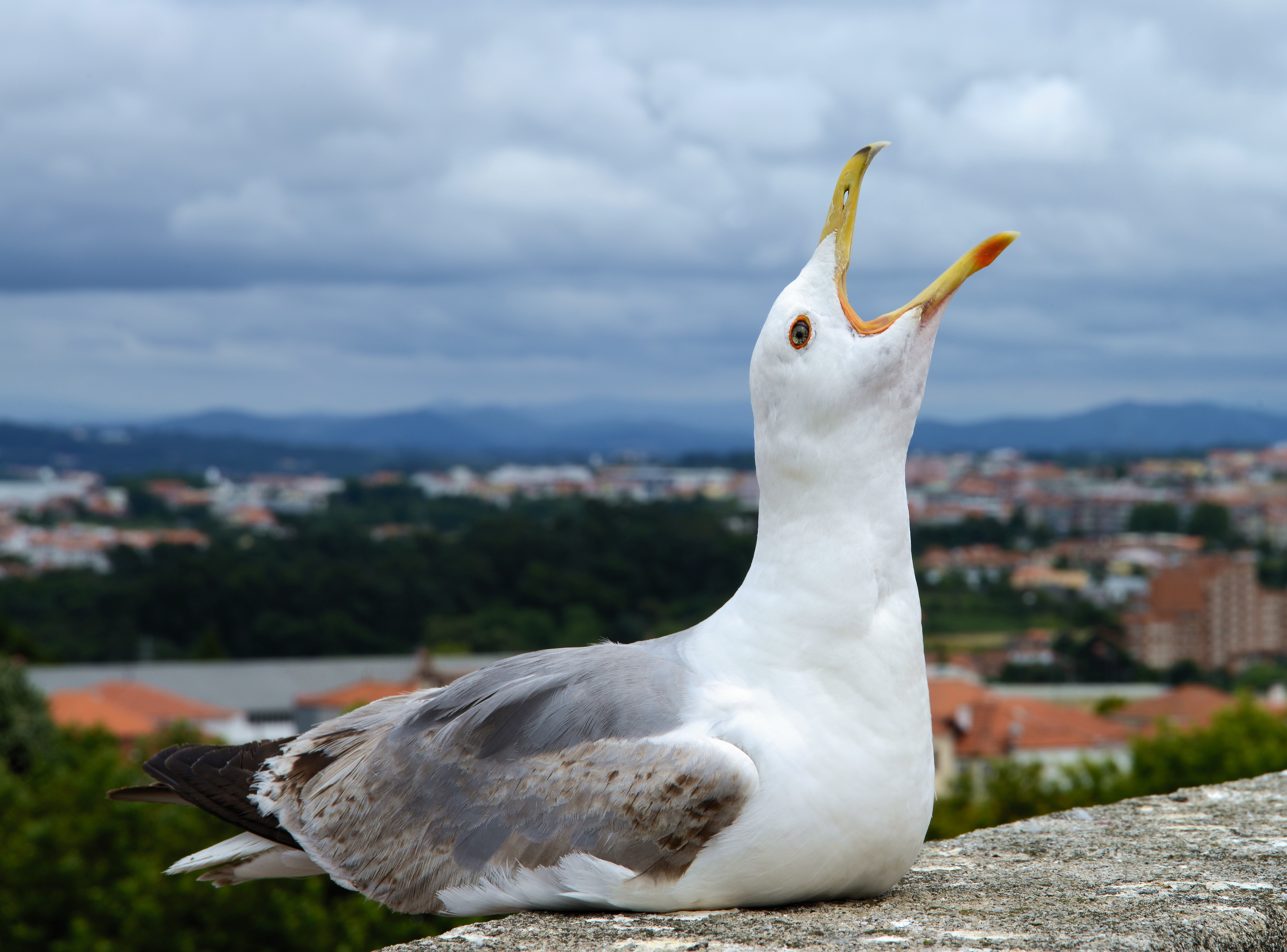 What are Seagull feet called?