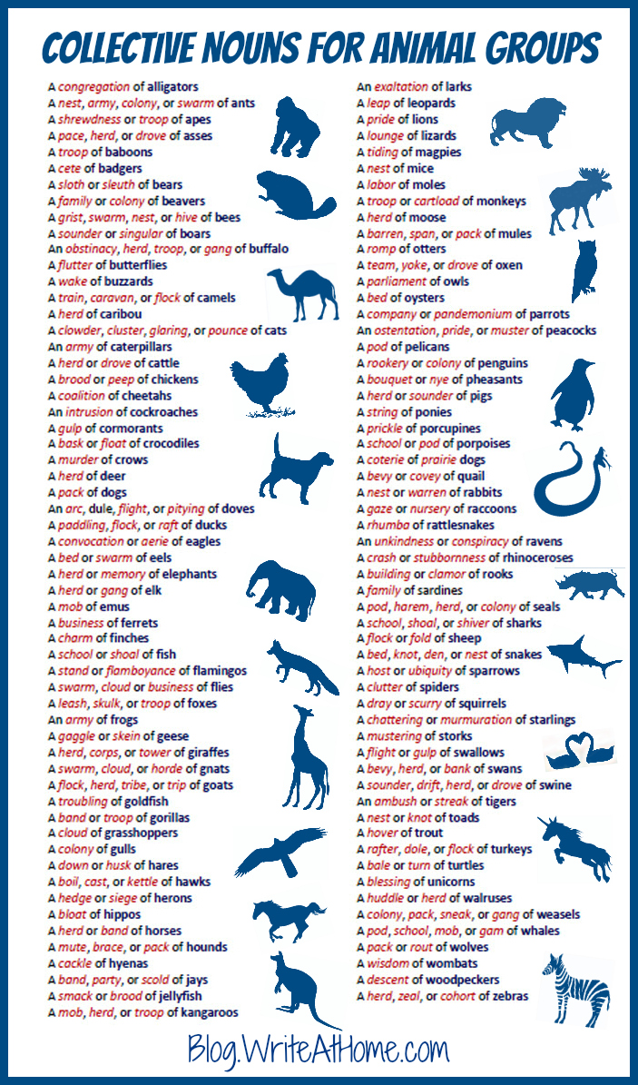What are some collective nouns for animal groups?
