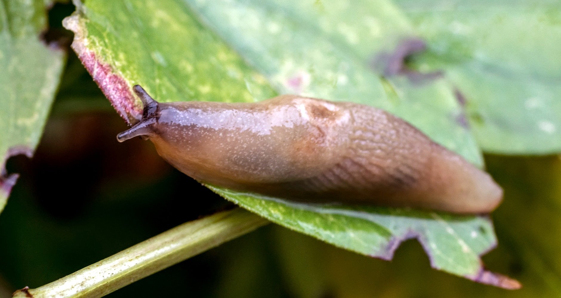 What are some common misconceptions about slugs?