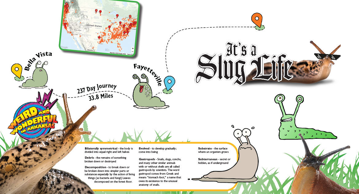 What are some fun facts about slugs?