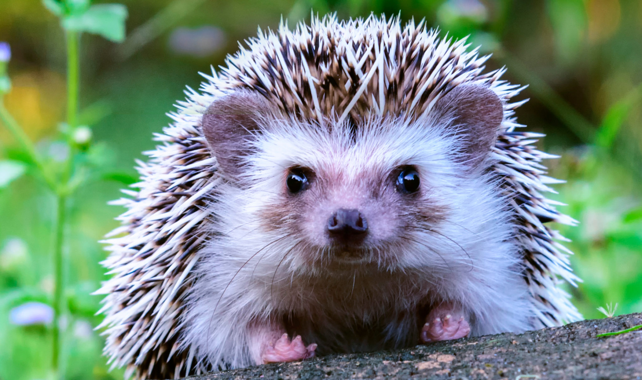 What are some interesting facts about hedgehogs?