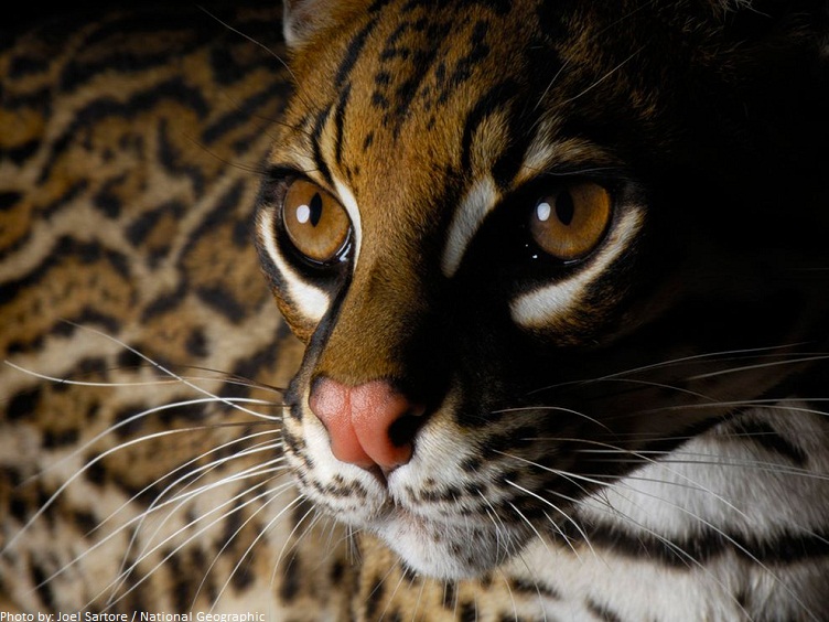 What are some interesting facts about ocelots?