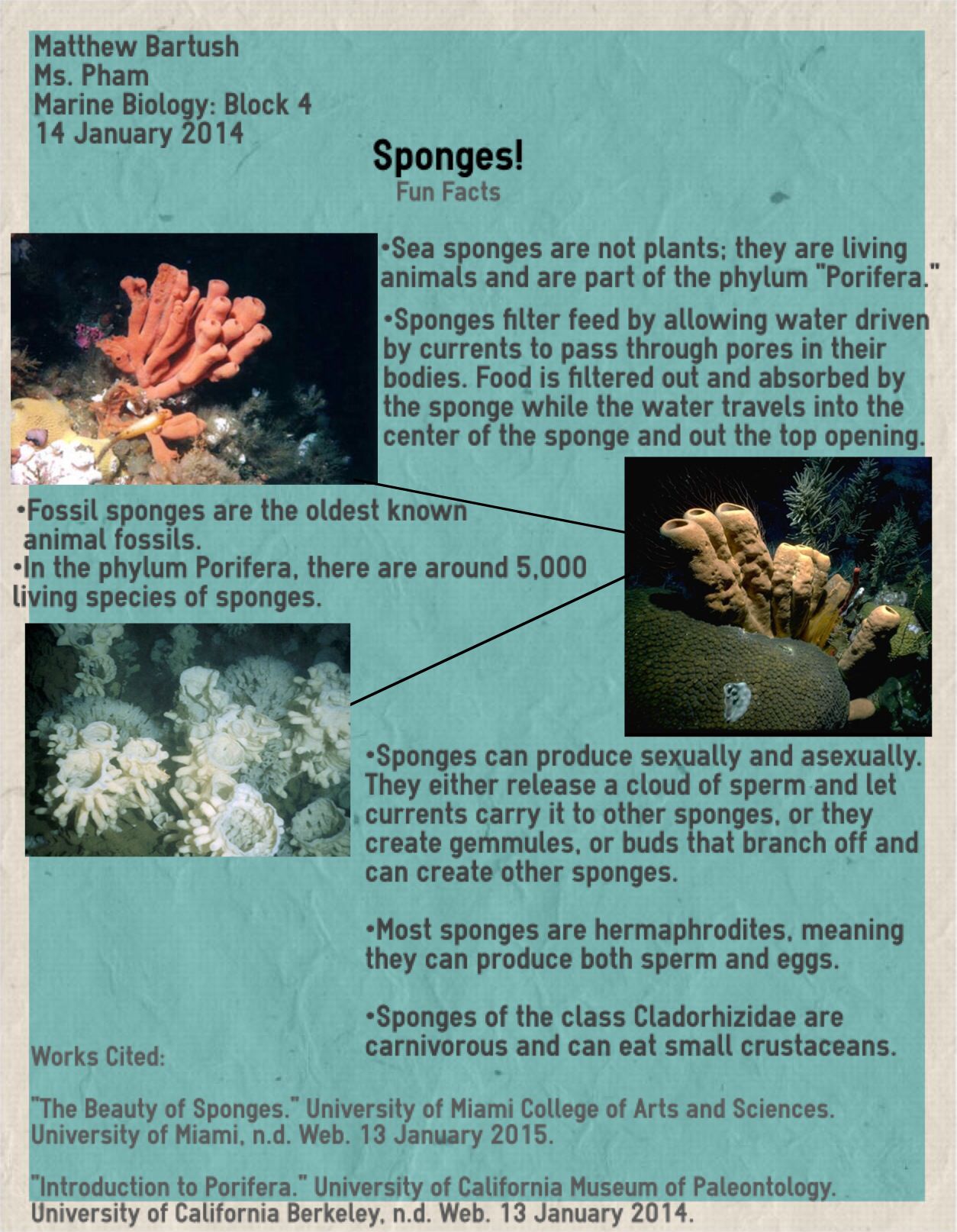 What are some interesting facts about sponges?