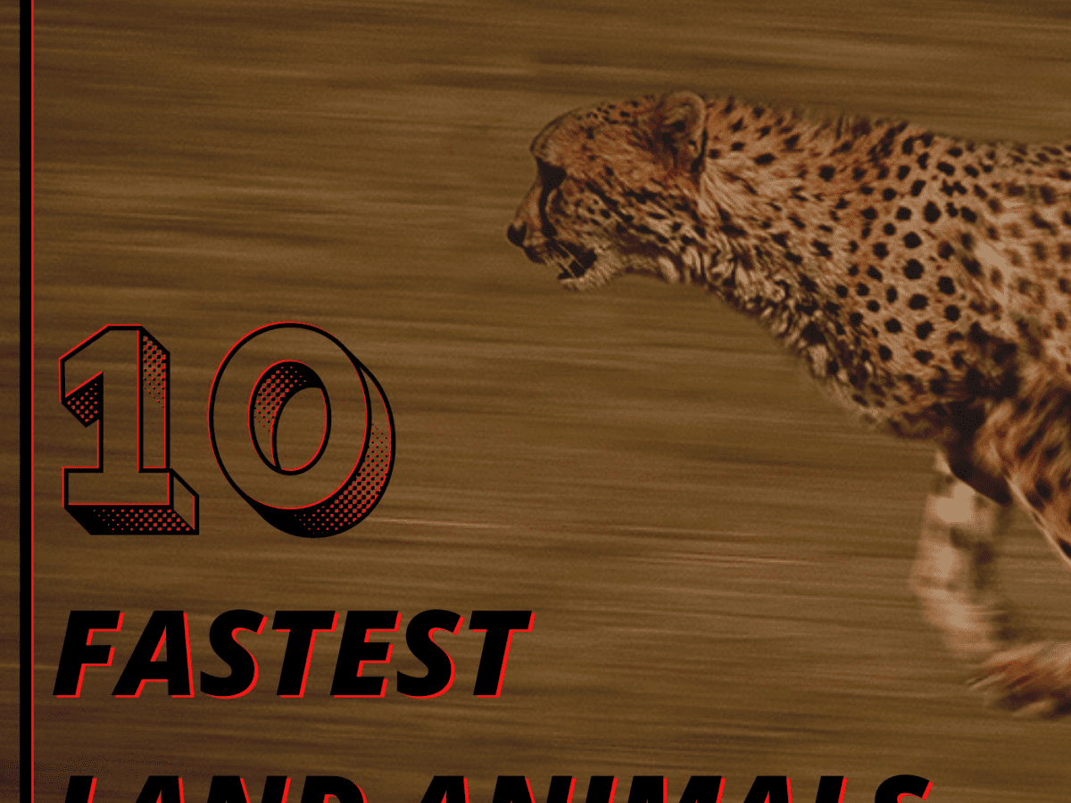 What are the 3 fastest land animals in the world?