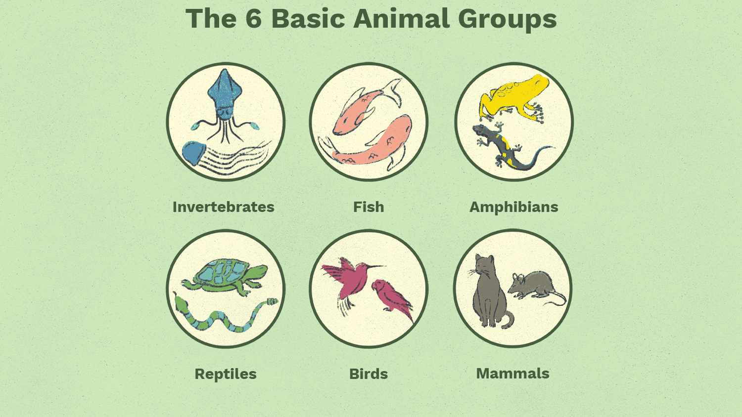 What are the 6 classes of animals and their types?