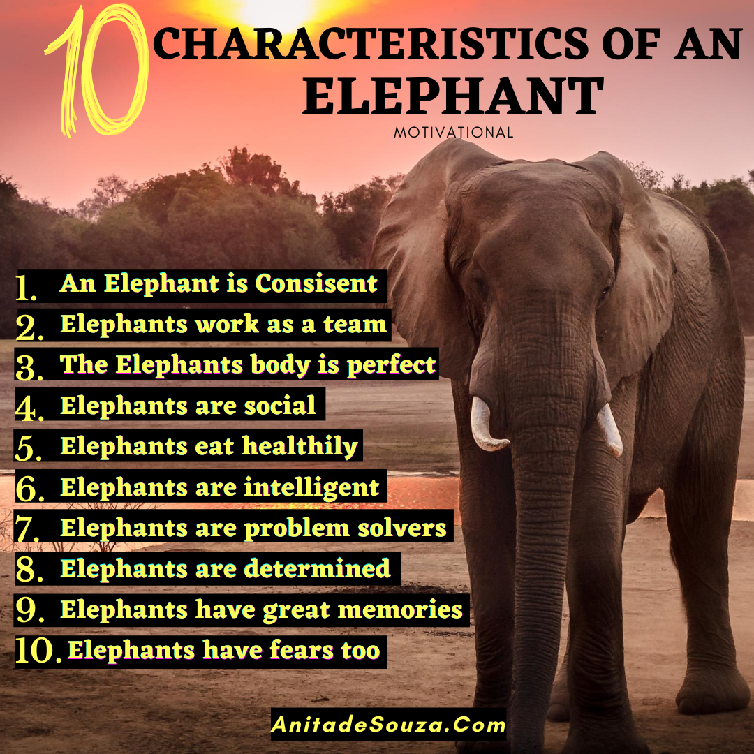 What are the 8 characteristics of an elephant?