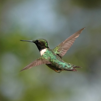 What are the benefits of hummingbirds?